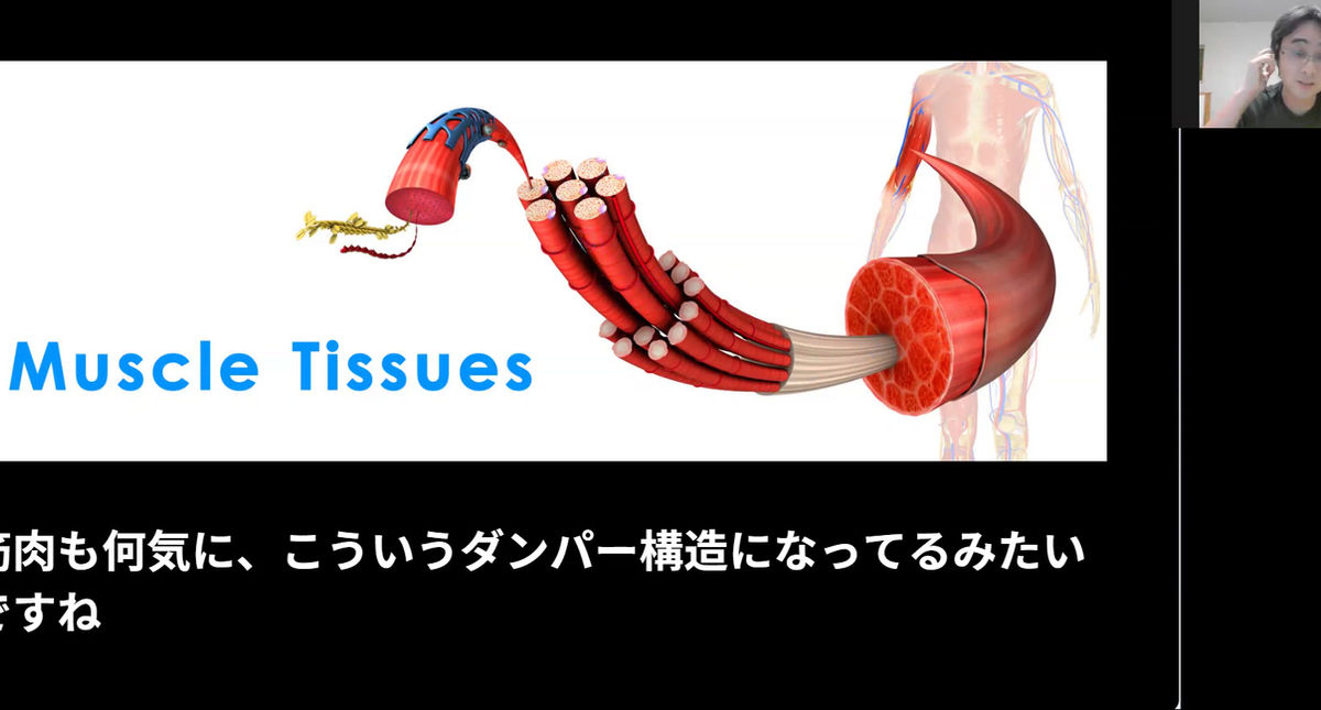 2.骨の衝撃吸収のメカニズム